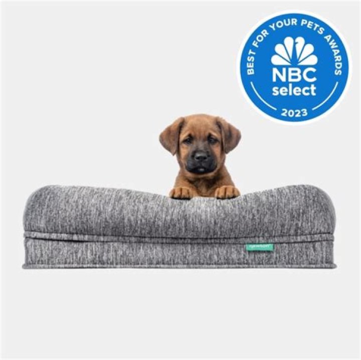 16 best dog beds in 2024, according to experts