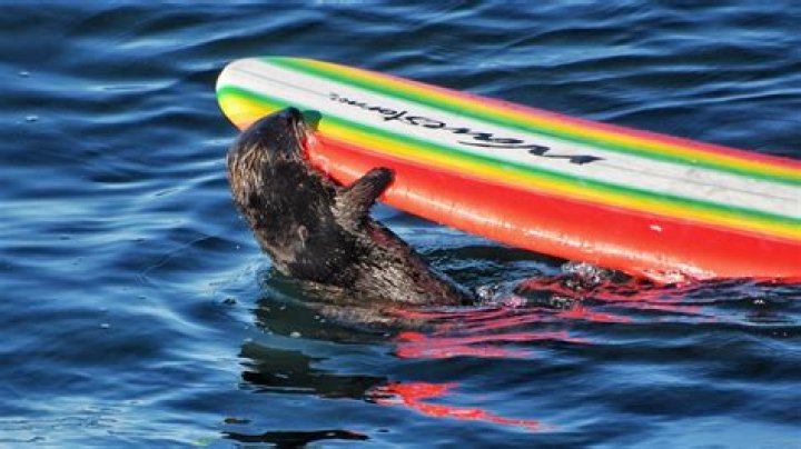 From cute to feared: Aggressive sea otter in California terrorizes local surfers