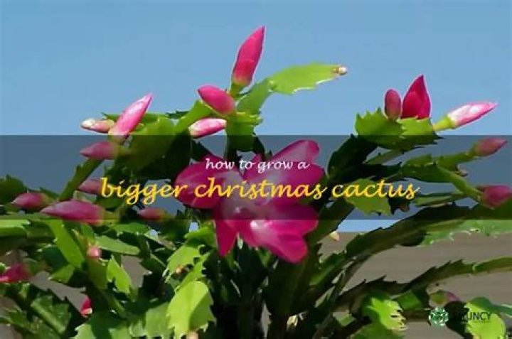 How to grow a bigger Christmas cactus